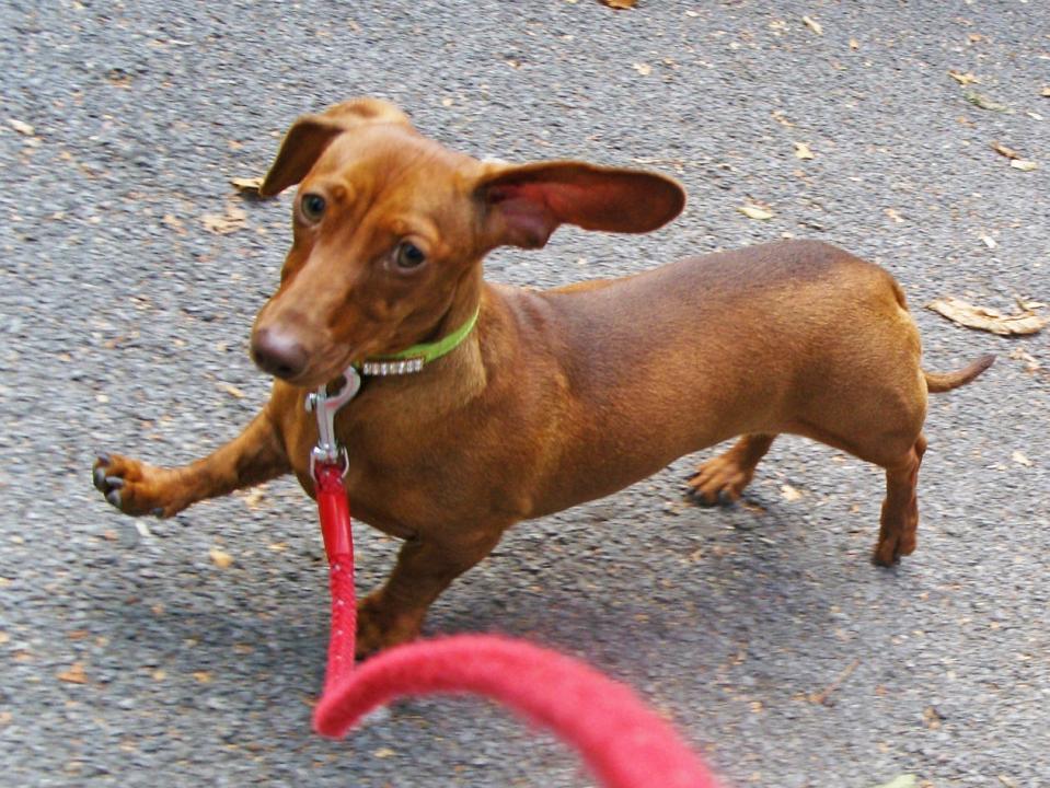 dog on leash