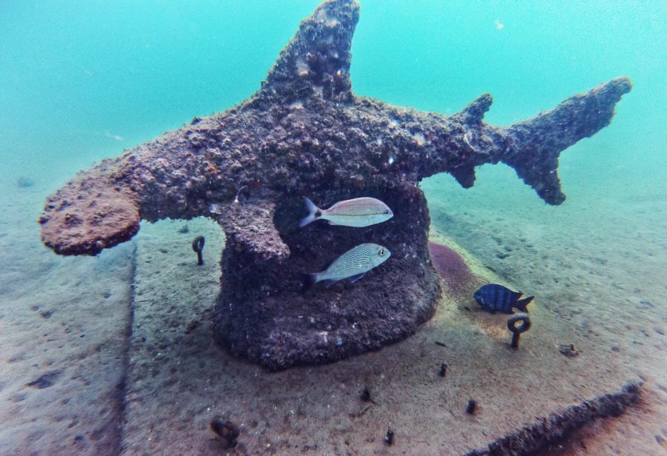 One of three shark sculptures along the Phil Foster Park snorkel trail in Riviera Beach on November 19, 2015.  (Richard Graulich / The Palm Beach Post)