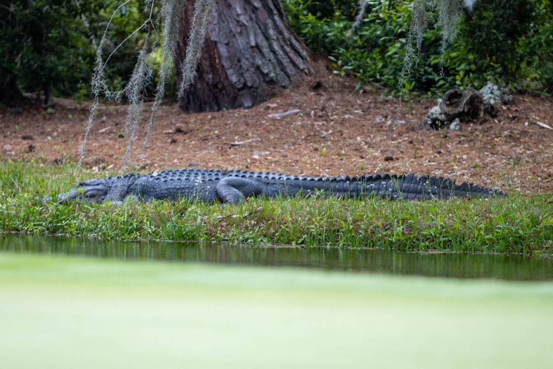 An alligator sits as a spectator across the green of the 14th hole during the first round of the RBC Heritage Presented by Boeing at Harbour Town Golf Links on Thursday, April 18, 2024 in Sea Pines on Hilton Head Island.