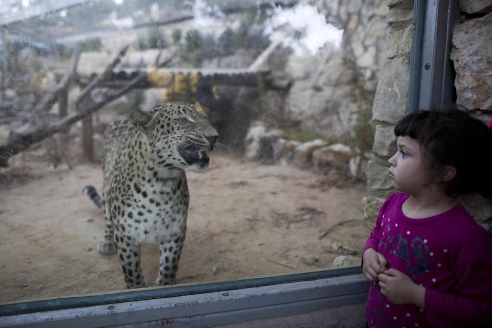 Leopard look in Jerusalem