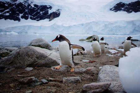 Penguins come ashore in Neko Harbour, Antarctica, February 16, 2018. REUTERS/Alexandre Meneghini