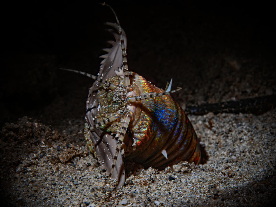 A close-up image of a bobbit worm partially buried in sand, showcasing its sharp jaws and iridescent body