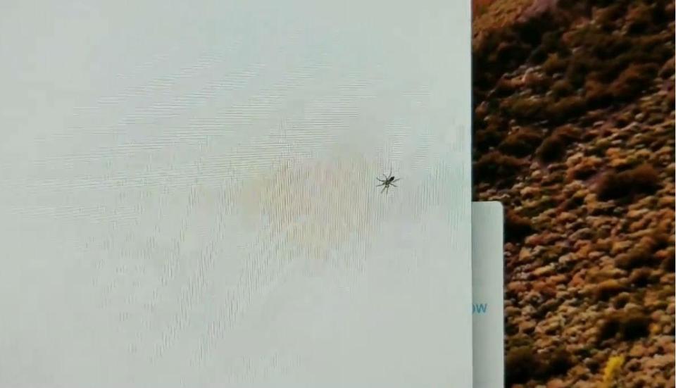 ¿Una araña debajo de la pantalla? Foto: YouTube.com