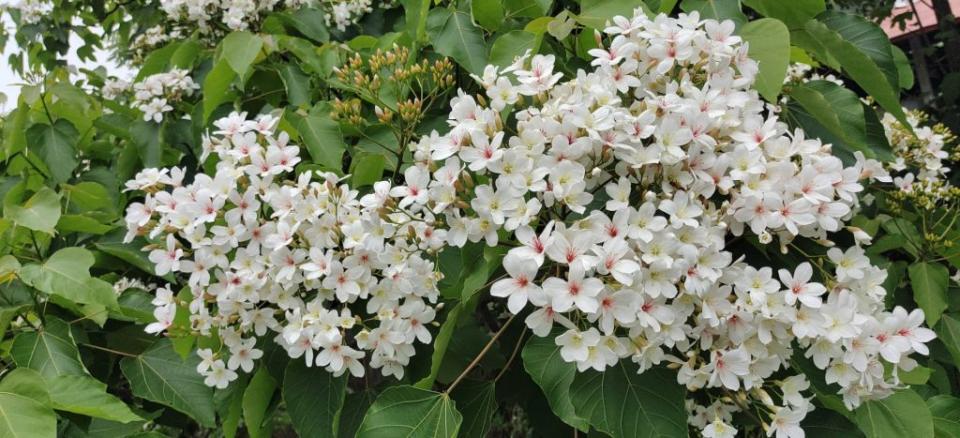 桐花祭四月將登場，市府客家事務委員會推出小旅行，邀請到楠西欣賞全台最早、緯度最南的桐花祭，感受浪漫的白色風潮。（台南市府提供）