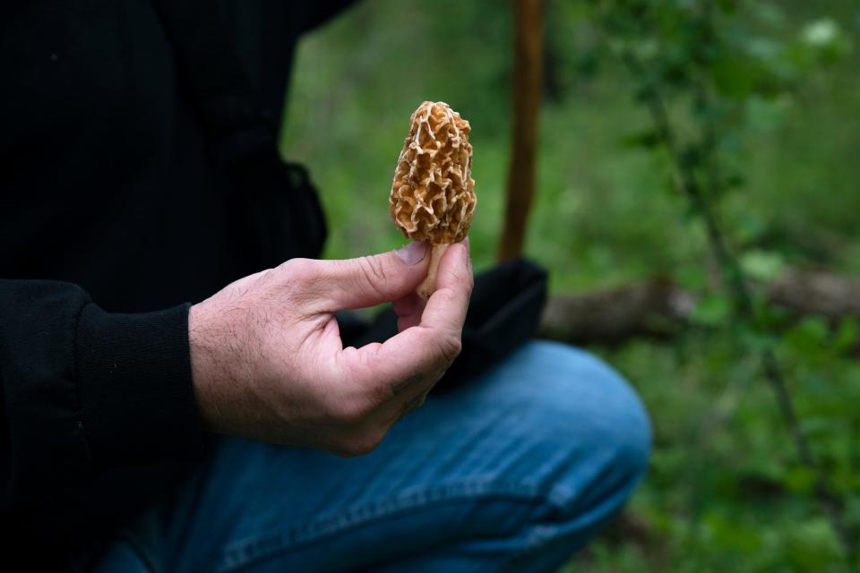 Morel season usually starts in April, continuing through mild warm temperatures in spring and early summer. Morels are typically found near dead elm trees. 