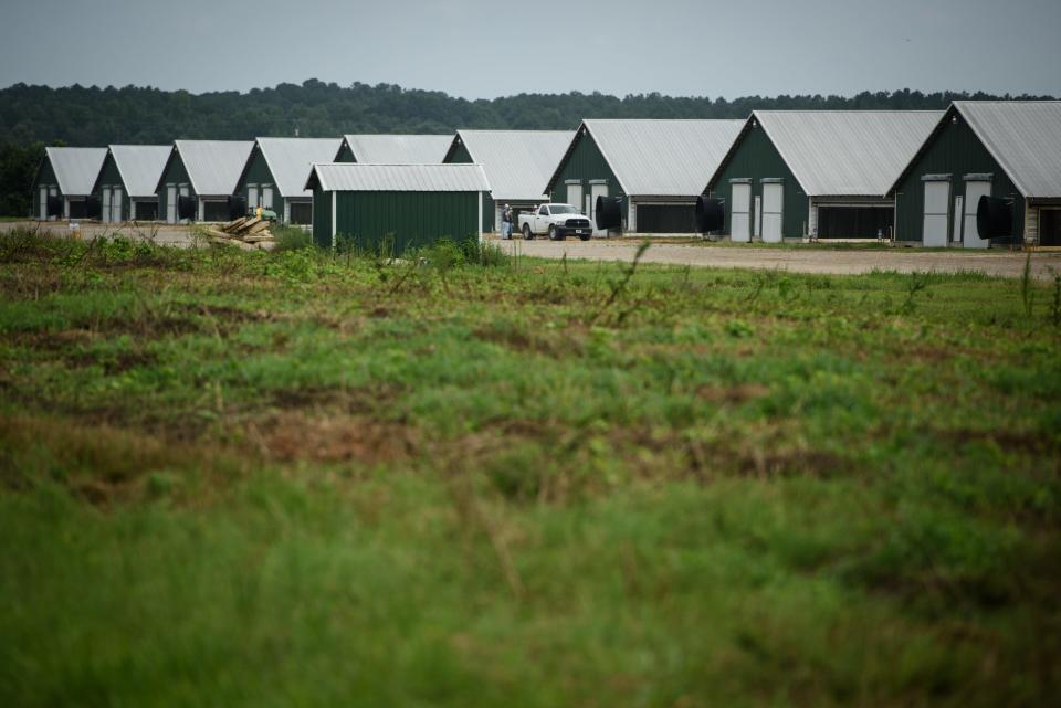 Massive chicken houses at an industrial chicken farm along Boyle Road near Lumber Bridge on Friday, July 28, 2023.