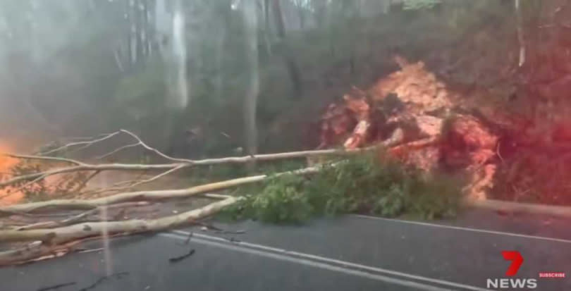 大雨導致土石流，造成樹木傾倒。（圖／翻攝自7NEWS Australia）