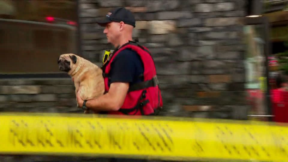 A first responder carries out a dog from District Dogs Northeast in Washington DC. - WUSA