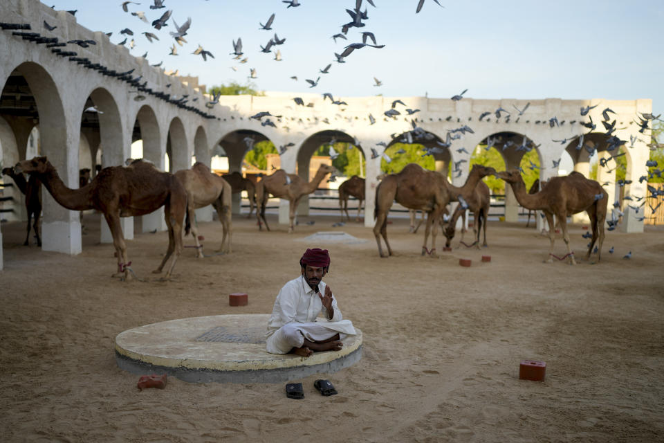 A camel shepherd takes a break in Doha, Tuesday, Nov. 29, 2022. (AP Photo/Natacha Pisarenko)