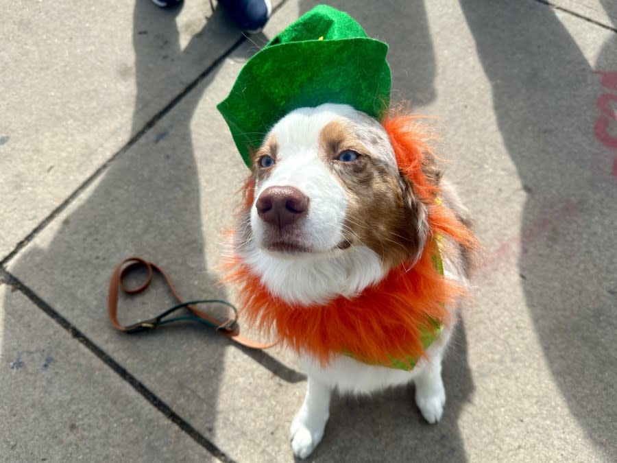 Coloradans grabbed their green and gathered in the Five Points neighborhood of Denver for the 62nd annual St. Patrick's Day parade on March 16, 2024.