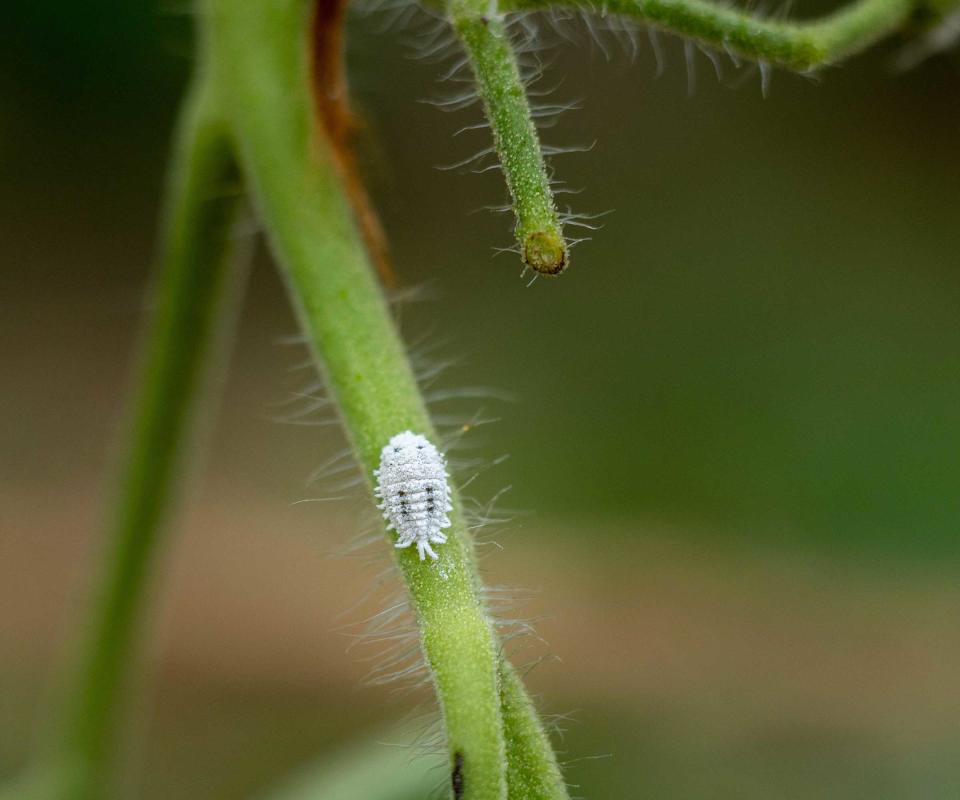 mealybug on stem