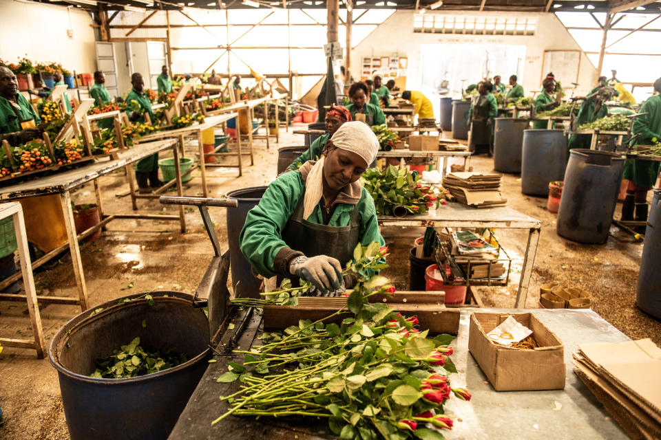 Seit Jahren ist Kenia einer der wichtigsten Blumenlieferanten für Deutschland (Bild: Andrew Renneisen/Getty Images)