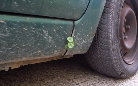 Wall pennywort growingWall pennywort growing in the hinge of a car in the hinge of a car