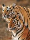 Tigers in the Tadoba forests in Maharashtra. About 30% of India's tigers are found in the Central Indian forests. Coal mining here will result in the destruction and fragmentation of forests, threatening both the wildlife and forest dependent communities.