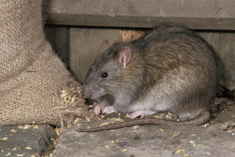 A brown rat eats oats from an open sack. 