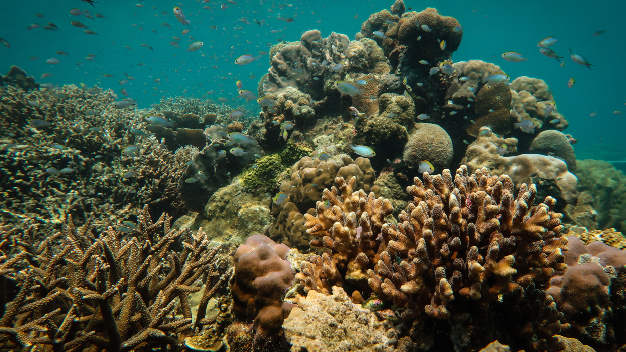 fish swimming by a healthy coral reef