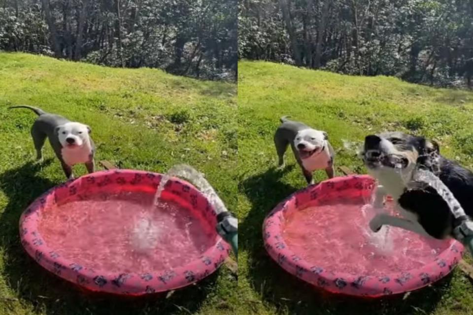 <p>比特犬站在水池前喝水，另一隻同伴狗卻在鏡頭前瘋狂飛奔！（圖／翻攝自Youtube @RM Videos）</p>
