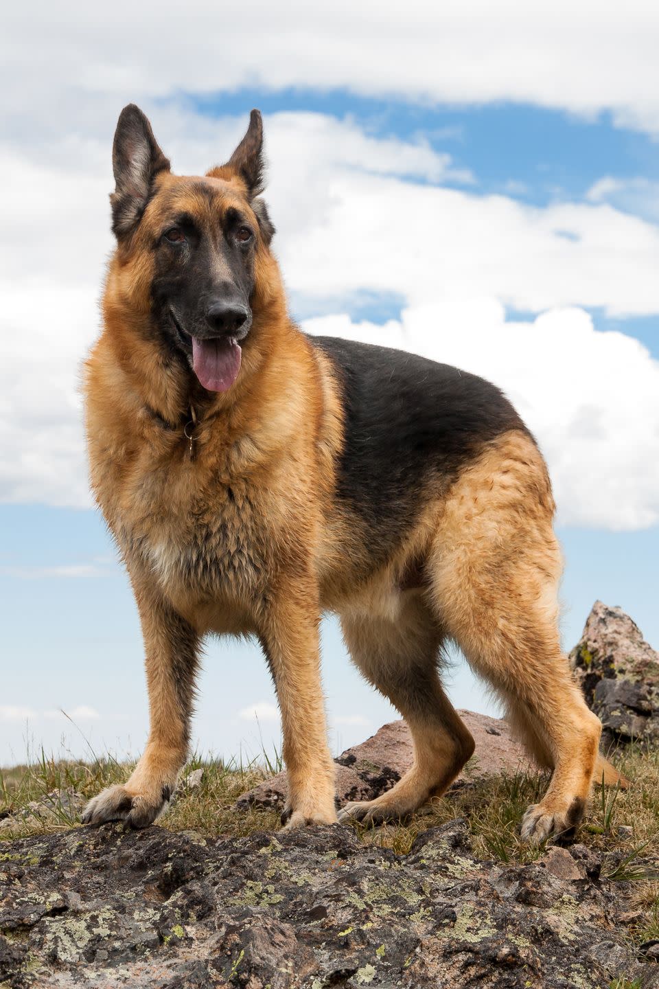 10) German Shepherd