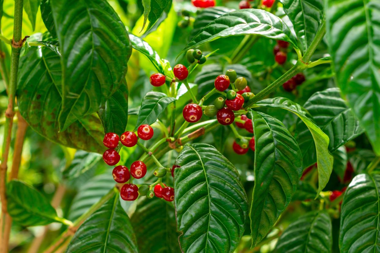 Wild coffee, native to South Florida, grows well here in light to moderate shade.