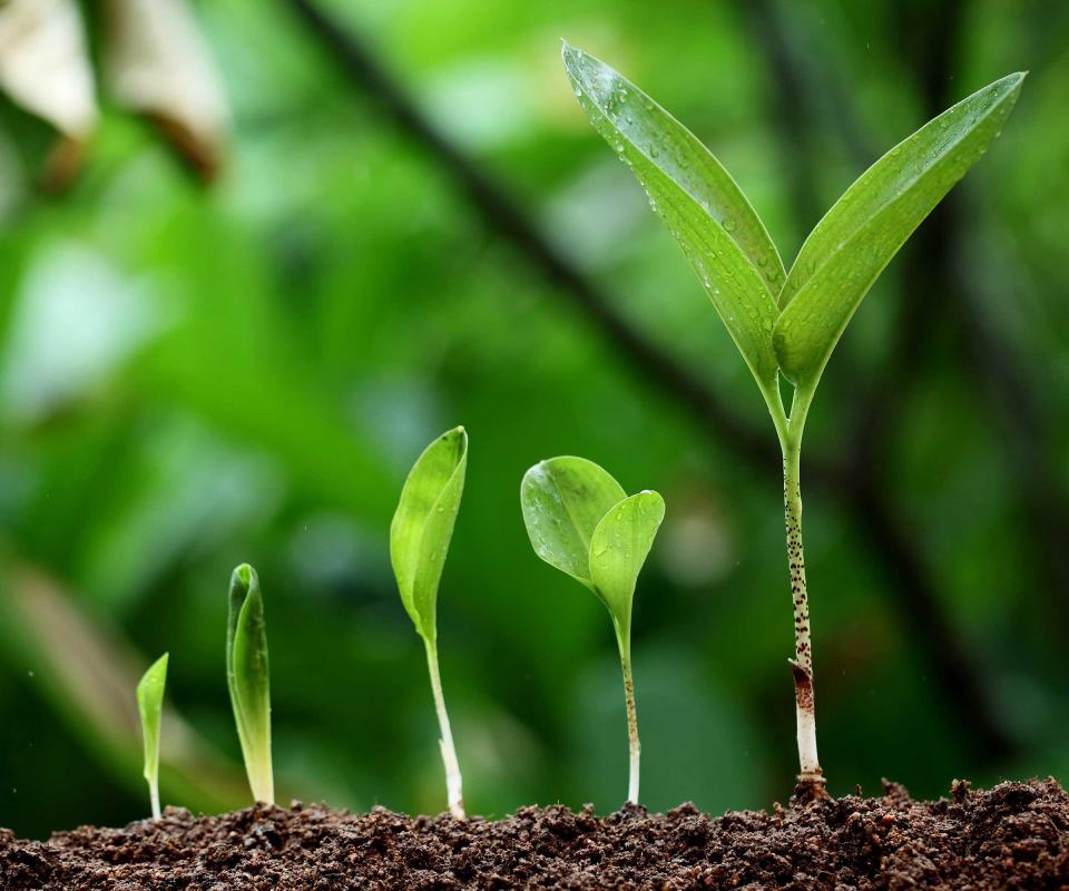 growing seedlings