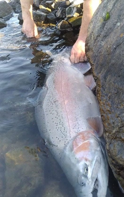 Joshua Giordano of Bangor hooked and released this rainbow trout measuring 41 inches in length and 27 inches in girth in the Thermalito Diversion Pool on Dec. 7.