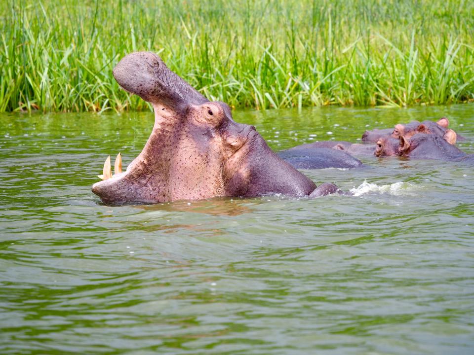 A hippo at Queen Elizabeth National Park in Uganda