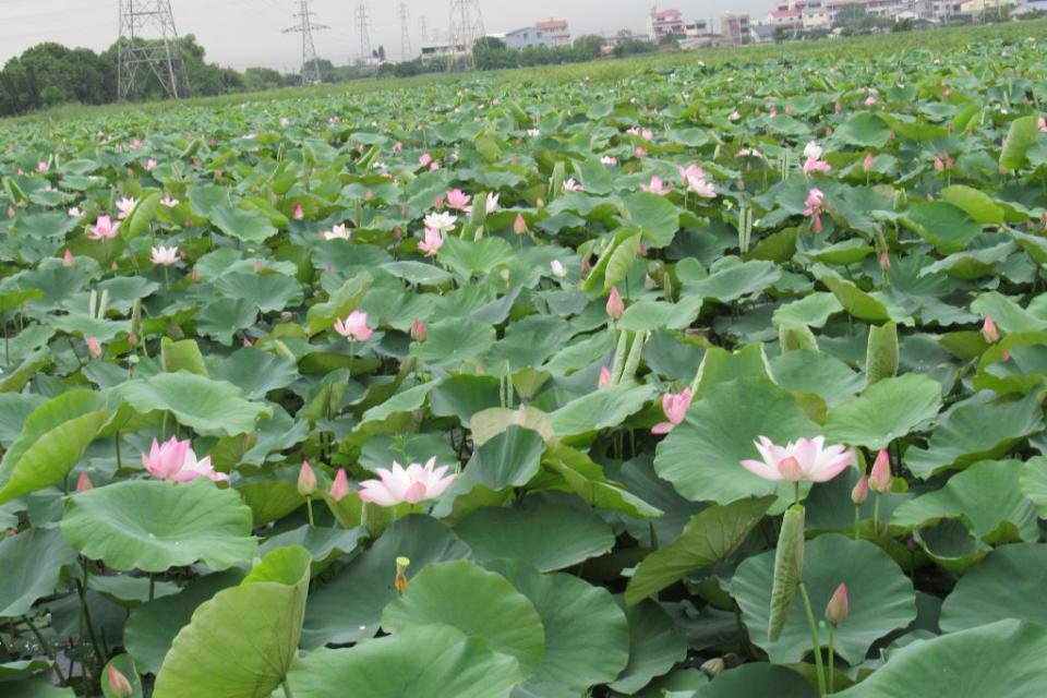 白河蓮花熱情綻放。（記者陳佳伶攝）