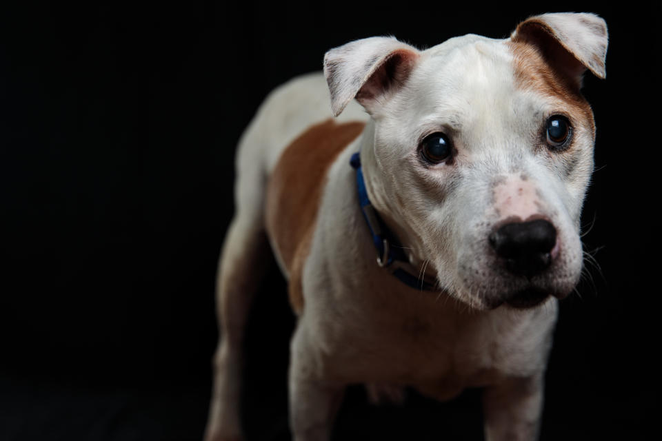 American Pitbull Terrier haben häufig einen schlechten Ruf. (Symbolbild: Getty Images)