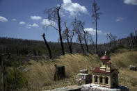 A roadside shrine stands in front of a forest which had been burned in a August 2021 wildfire, in Ippokratios Politia village, about 35 kilometres (21 miles) north of Athens, Friday, Aug. 23, 2024. (AP Photo/Thanassis Stavrakis)