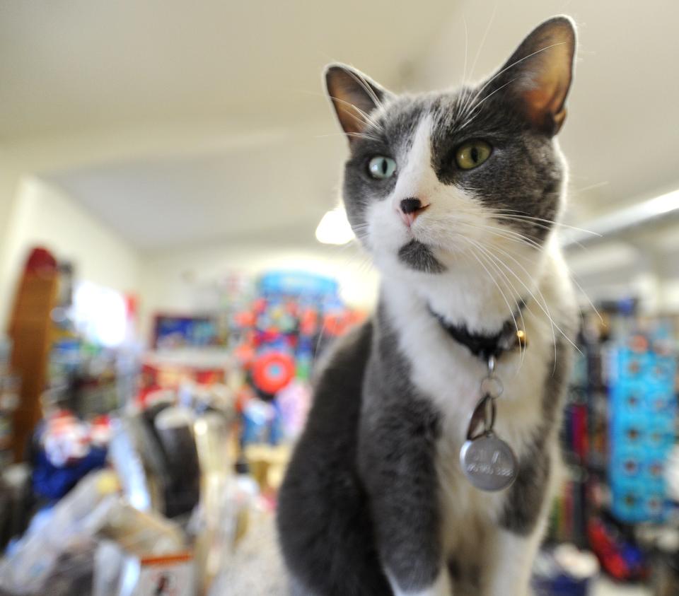 Steve is the store mascot and loves to hound visitors for attention at Critter Junction animal rescue on Satterlee Street in Fond du Lac.