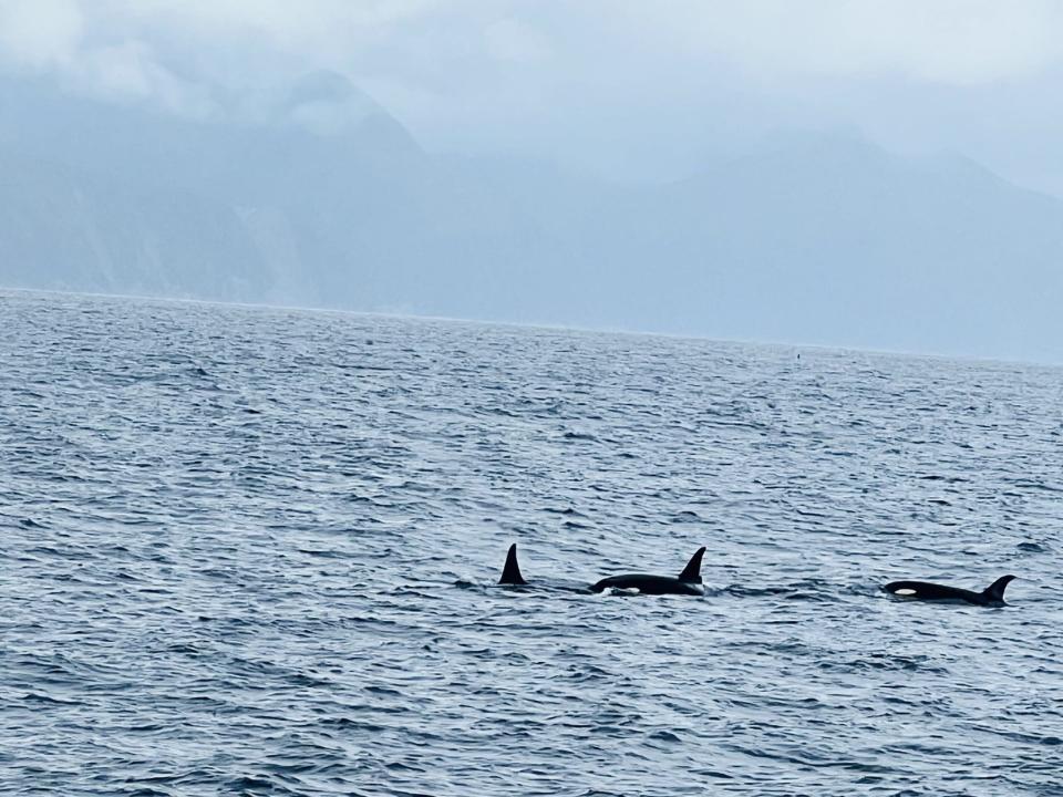 Wir hatten sehr viel Glück, so viele Orcas auf einmal zu sehen. - Copyright: Emily Pogue