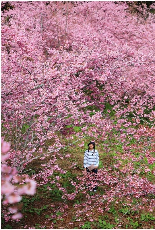 福壽山農場千櫻園