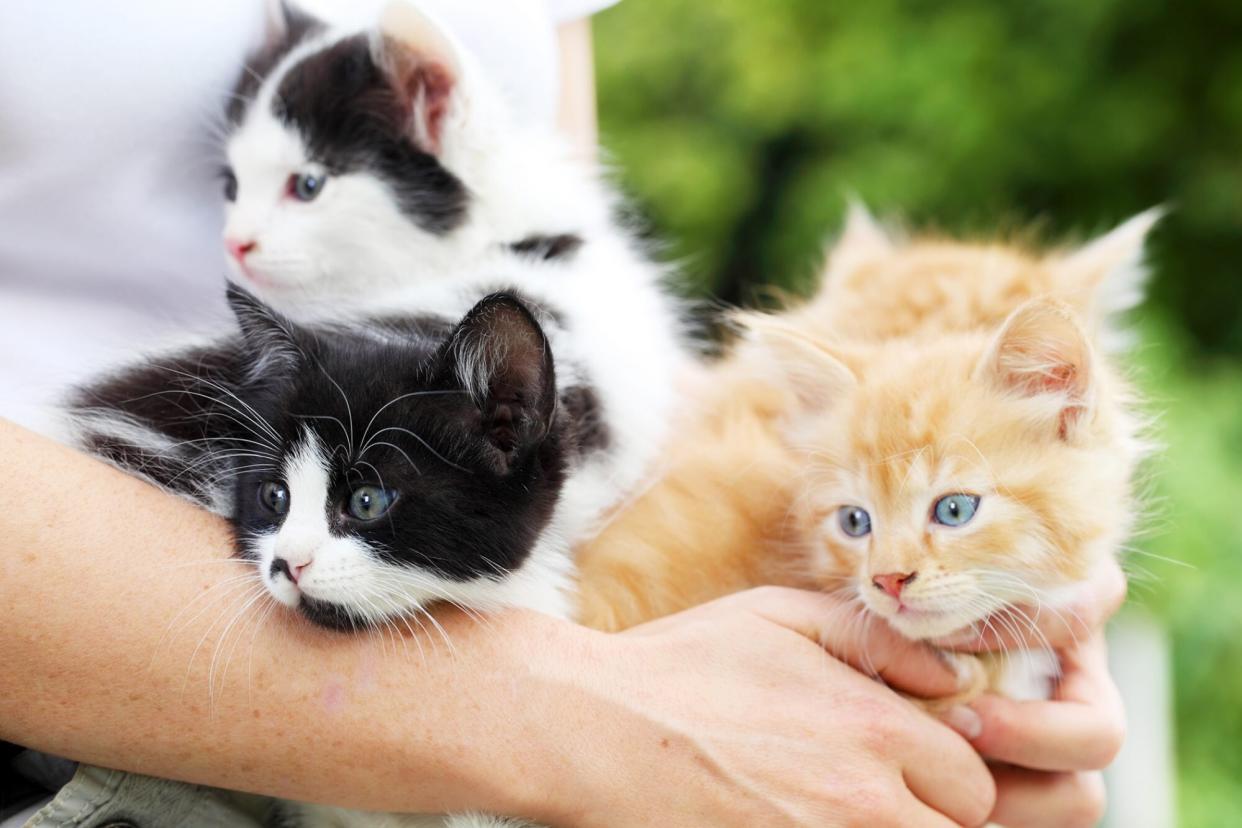 woman holding four kittens