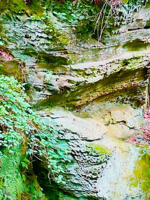 Rock outcrops and ferns along the canyon wall at Canyon Forest Nature Preserve in Greene County, Indiana.