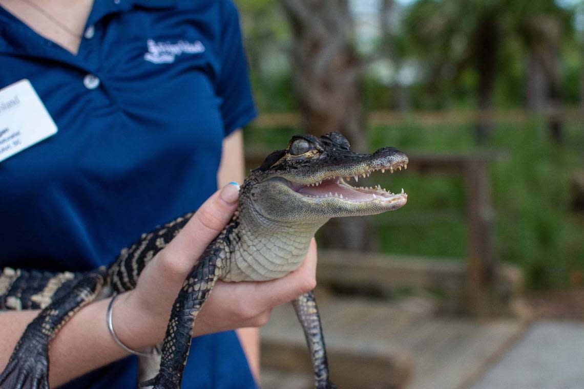 The Fripp Island Resort has a nature center, which houses turtles, alligators, snakes and lizards.