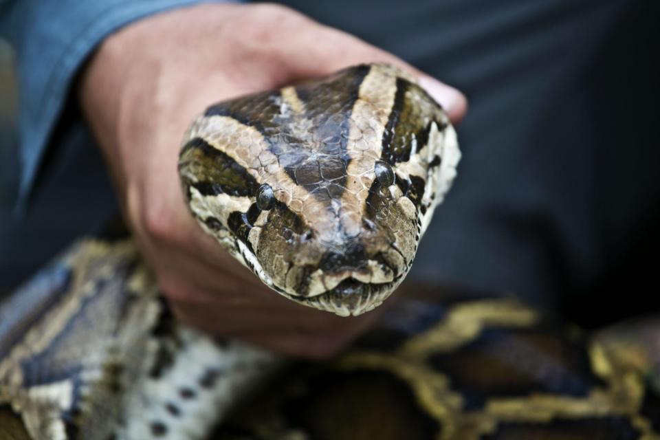 A demonstration on how to handle a Burmese Python during training for the Python Challenge at University of Florida Research and Education Center in Davie, Florida, January 12, 2012.