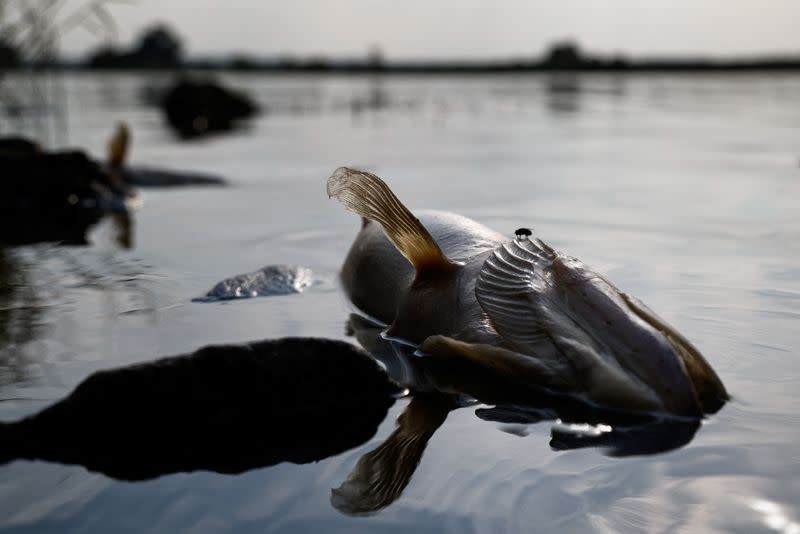 Dead fish in Poland's Oder river approach the sea