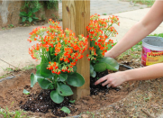 <body> <p>A mailbox doesn't have to be boring! Perk up the base of yours with <a rel="nofollow noopener" href=" http://www.bobvila.com/slideshow/14-totally-free-ways-to-start-your-own-garden-50033?#.V40reJMrKRs?bv=yahoo" target="_blank" data-ylk="slk:brightly colored flowers;elm:context_link;itc:0;sec:content-canvas" class="link ">brightly colored flowers</a>. Purchase annuals that tolerate full sun (most curbside mailboxes get direct exposure), dig up the soil, and plant away. You’ll brighten your local mail carrier's day and enjoy your own trips to the box, even if all it contains is bills.</p> <p><strong>Related: <a rel="nofollow noopener" href=" http://www.bobvila.com/slideshow/the-best-10-plants-to-grow-for-backyard-privacy-50057?#.V40nX5MrKRs?bv=yahoo" target="_blank" data-ylk="slk:The Best 10 Plants to Grow for Backyard Privacy;elm:context_link;itc:0;sec:content-canvas" class="link ">The Best 10 Plants to Grow for Backyard Privacy</a> </strong> </p> </body>