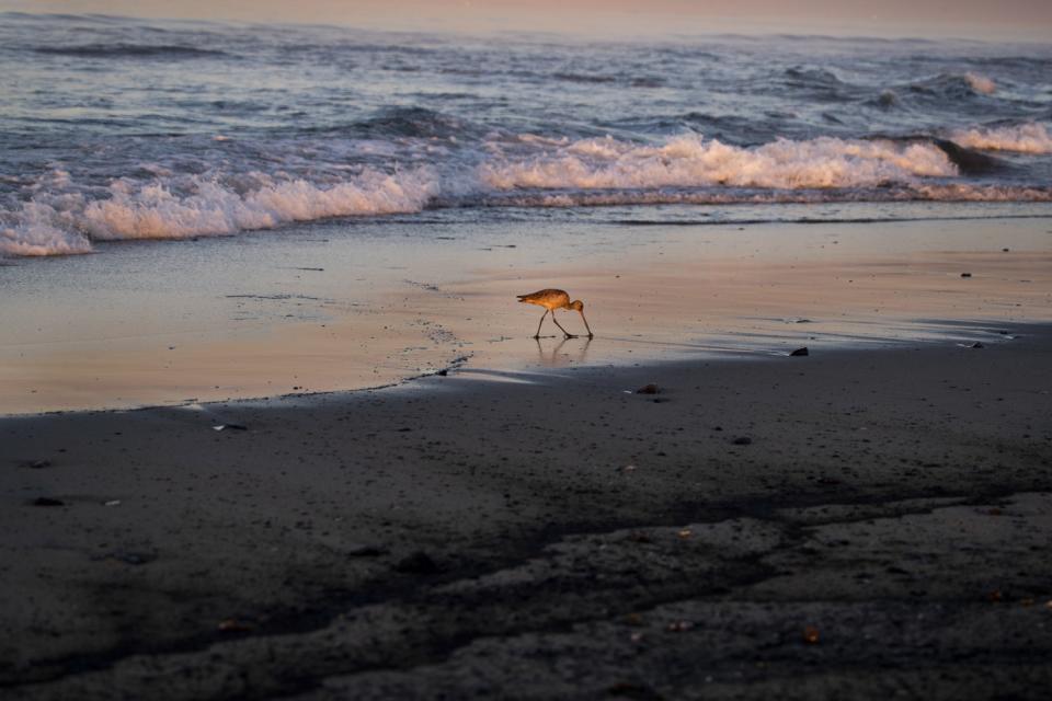 Oil lines the beach as a bird feeds in the incoming tide.