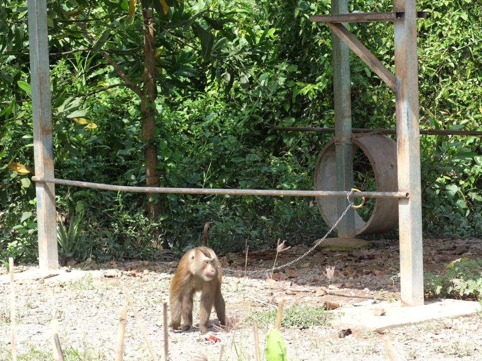 A chained monkey