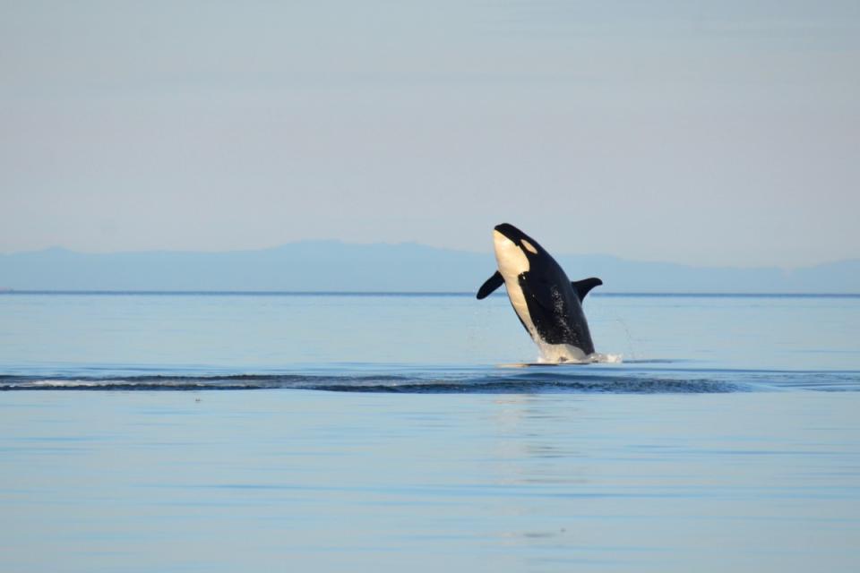 <p>2歲被抓後已困園中42年，被封為世界上最孤獨的虎鯨。（圖／Shutterstock） </p>
