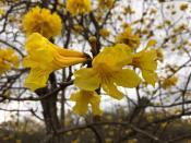 <p>Fotografía cedida de una flor de guayacán en el cantón Zapotillo, en el sur de Ecuador. Zapotillo es uno de los cantones del sur de Ecuador que forman parte de la reserva de la biósfera declarada por a Unesco en 2015 y aunque los guayacanes están allí desde hace muchos años, fue desde 2012 que se comenzó a potenciar al turismo el espectacular florecimiento masivo de la milenaria especie. Esa explosión de vida y color ocurre normalmente una vez al año y dura máximo ocho días, por lo que las autoridades de Zapotillo han preparado rutas para los turistas, ferias culturales y aprovechan la ocasión para promocionar emprendimientos. EFE / Ministerio del Ambiente de Loja / SOLO USO EDITORIAL / NO VENTAS </p>