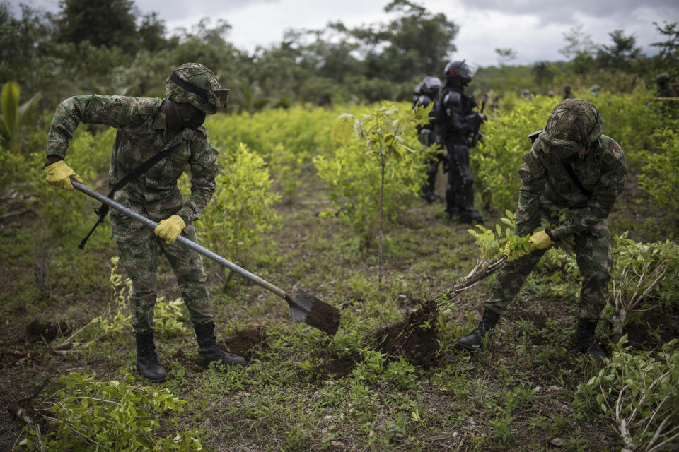 Soldiers uproot coca shrubs during a manual eradication operation in Tumaco, Colombia, Wednesday, Dec. 30, 2020. (AP Photo/Ivan Valencia)