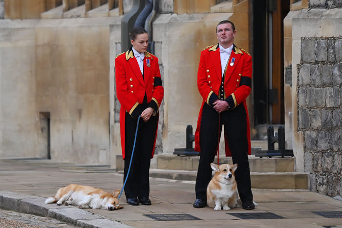 Perros de la reina Isabel II en su despedida en Windsor