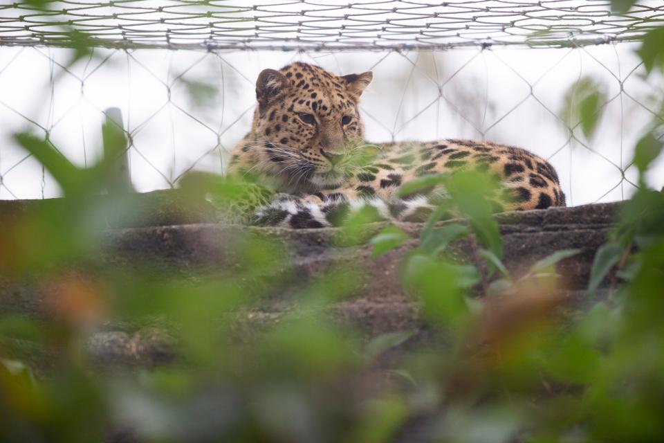 Kira, an amur leopard, looks out from her habitat at the Memphis Zoo on November 17, 2023.