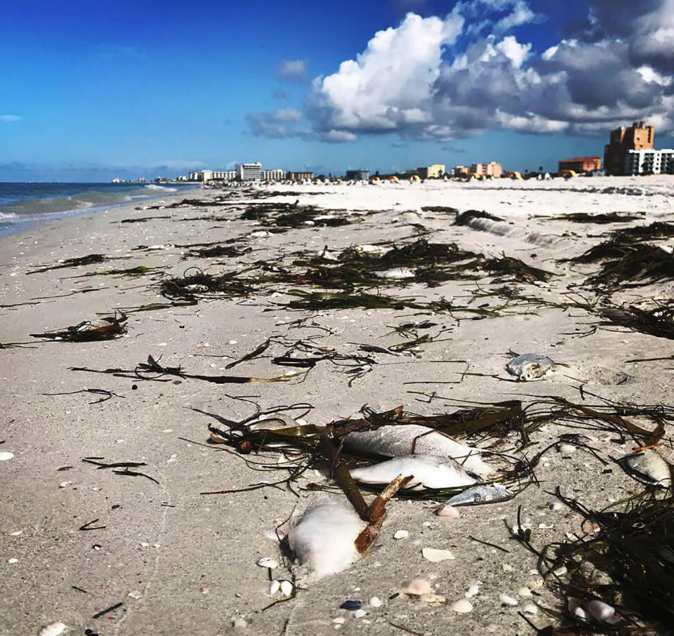 Dead fish mixed in with seaweed on Treasure Island, Fla., Monday, Sept. 10, 2018. Crews filled a pickup truck with the fish and removed them near Gulf Front Park. (Scott Keeler/Tampa Bay Times via AP)