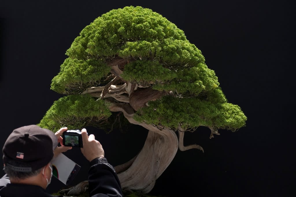 Bonsai trees can be worth millions of yen. Stock image. (AFP Photo/Kazuhiro NOGI)