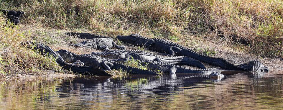 There is a spot inside the preserve at the Lower Lake in Mayakka River State Park called Deep Hole. During the dryer winter months hundreds of alligators can be seen sunning on the banks and just enjoying the water.