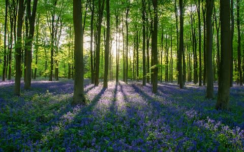 Blakehurst woods near Arundel in West Sussex - Credit: Getty