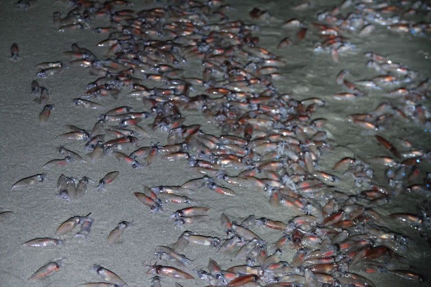 Fosforescentes. Estas fascinantes criaturas viven normalmente a 365 m bajo el agua (casi 1,200 pies), pero son empujadas a la superficie por las olas durante la temporada de Hotaru Ika (‘calamar luciérnaga’, en español).